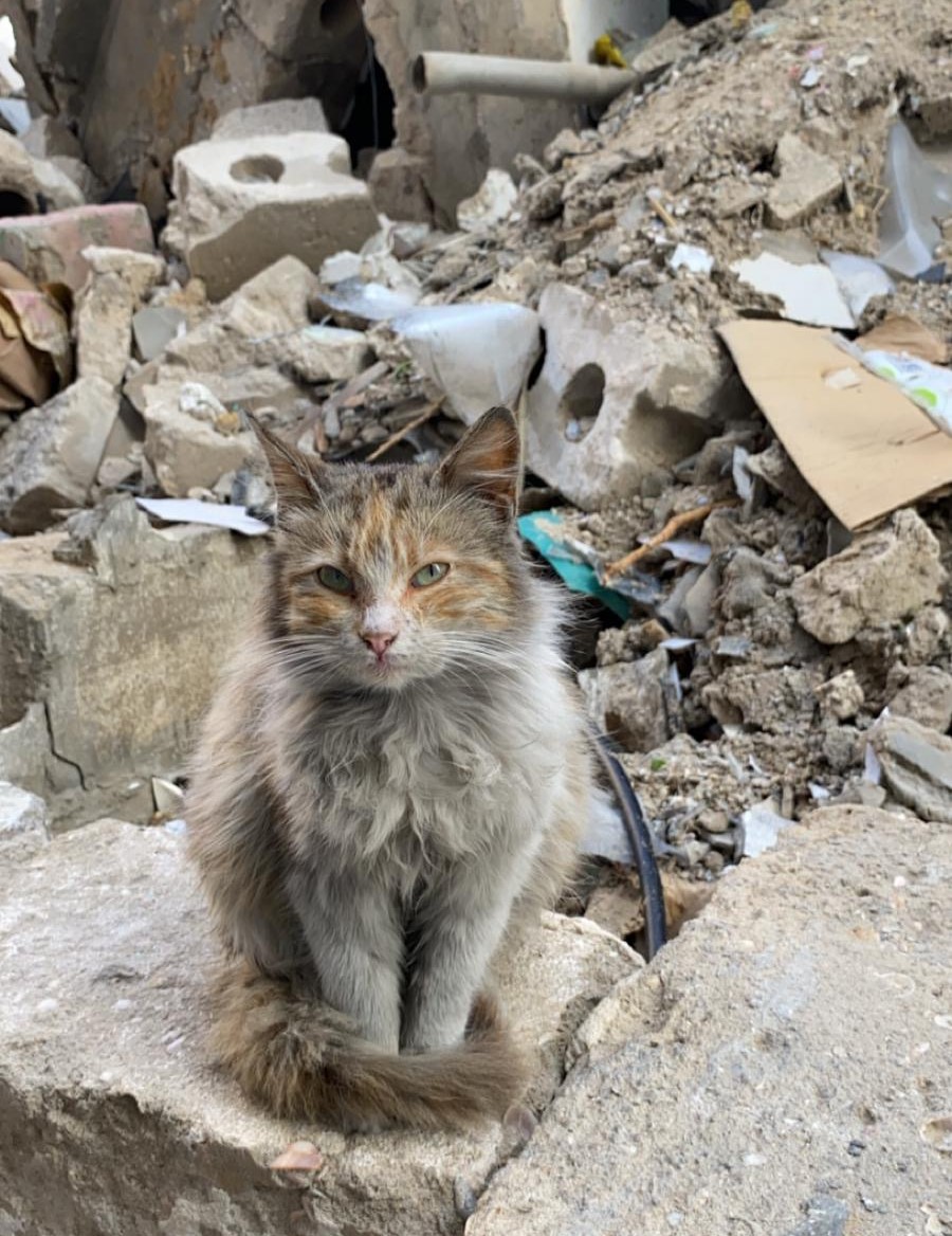 Photo by Tarek Alfarra